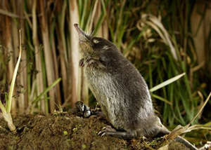 החיה נראית כמו הוקולה