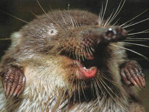 מה אוכל דסמן?