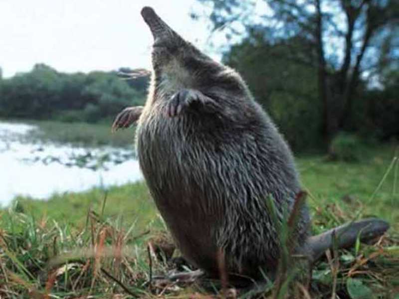 תיאור של דסמן