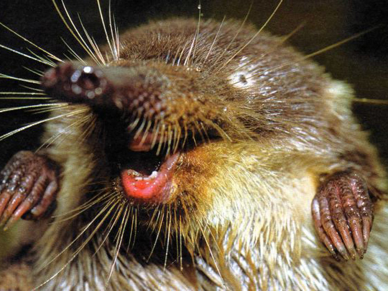 הדסמן הוא חיה מדהימה.