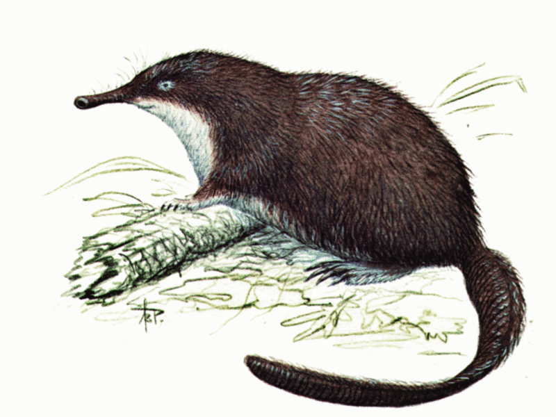 מראהו של הדסמן