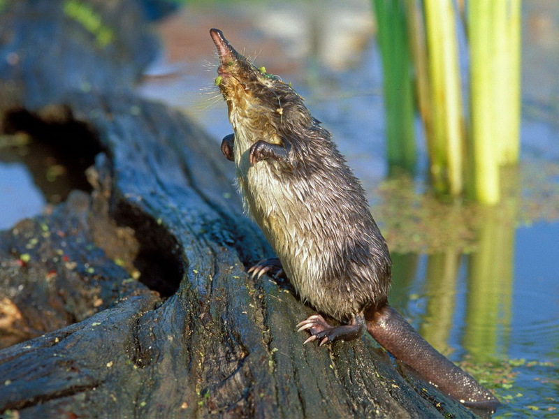 חיה של דסמן