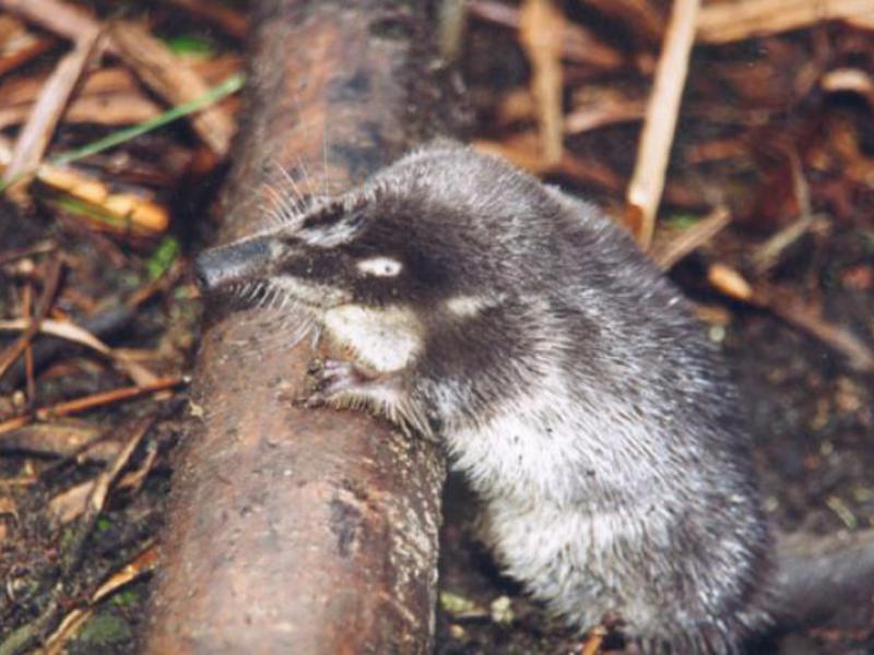 הדסמן הוא חיה מדהימה.