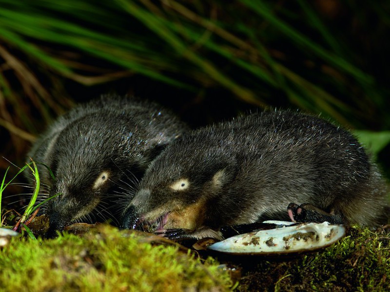 כיצד הדסמן מתרבה?