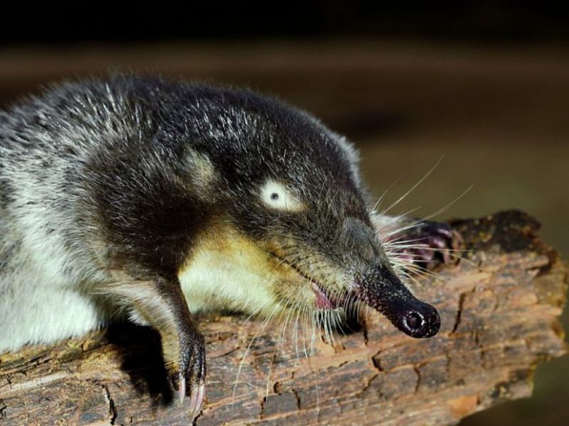 החיה הכי מצחיקה