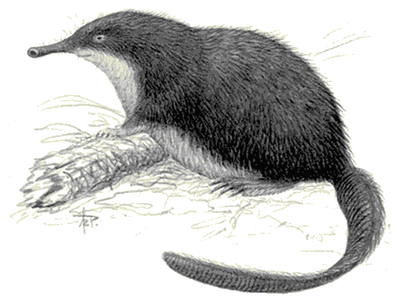 רבייה של הדסמן