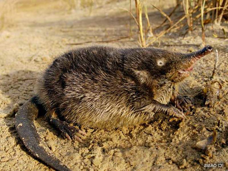 אורח חייו של הדסמן