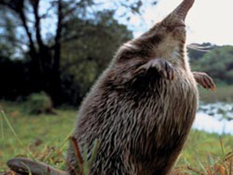 איך נראה דסמן?