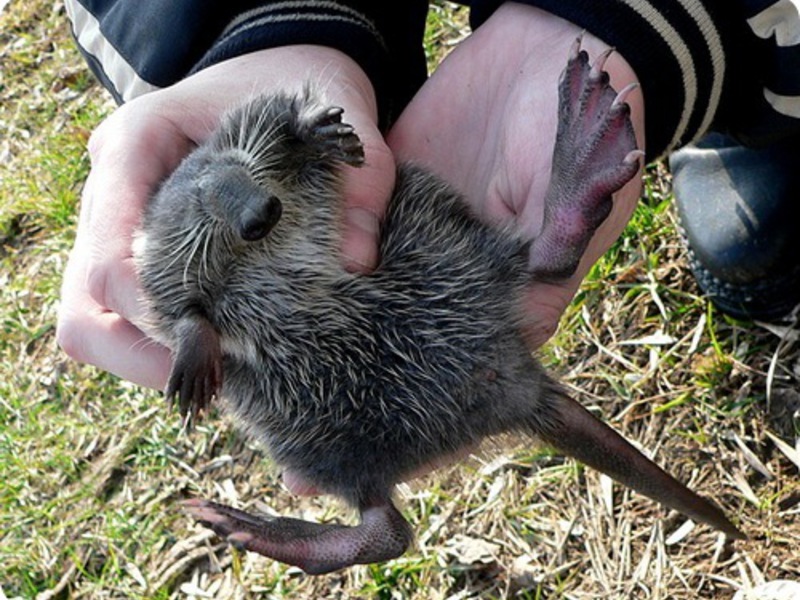 איזה סוג של חיה הוא דסמן?
