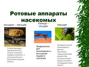 חלקי פה של חרקים - תרשים חזותי במה שונים חלקי הפה של חיפושיות וחרקים אחרים?