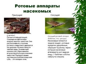 תמונות של חלקי פה של חרקים תמונות של מבנה חלקי הפה של מיני חרקים שונים עם הסברים