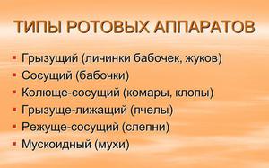 איברי הזנה של חרקים