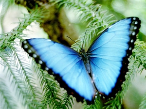 כמה זמן חיים פרפרים? תוחלת החיים של יפהפיות מכונפות.