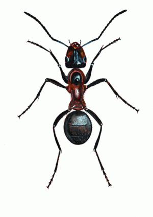 בשביל מה נמלים צריכות רגליים? סוג רגלי הנמלה