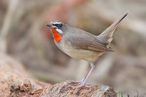 הכל על זמירים