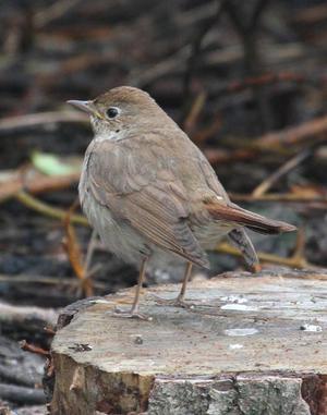 כיצד הזמיר מתרבה?