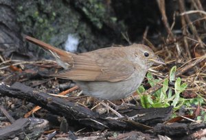 רבייה של זמיר מה אוכל זמיר?