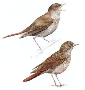 אויבי הזמיר אילו אויבים יש לזמירים?