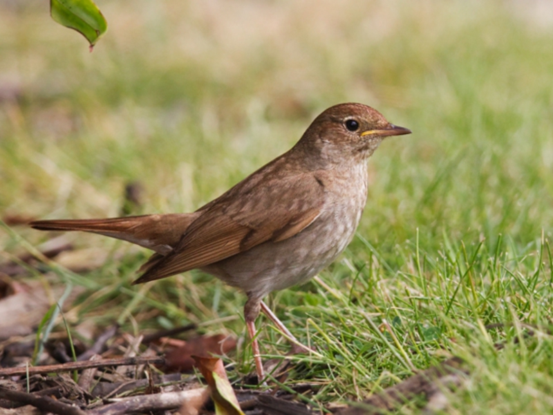 ציפור זמיר מאפייני הזמיר