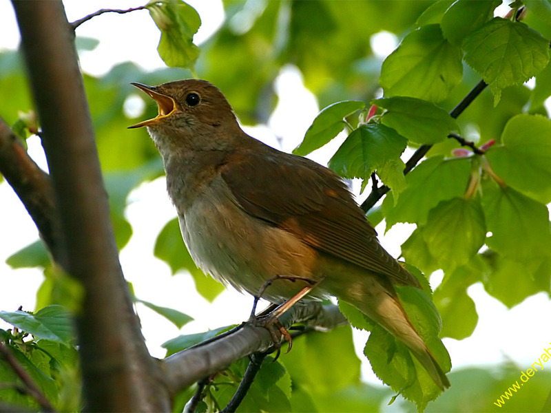 ציפורים נודדות - זמיר זמיר ציפור נודדת