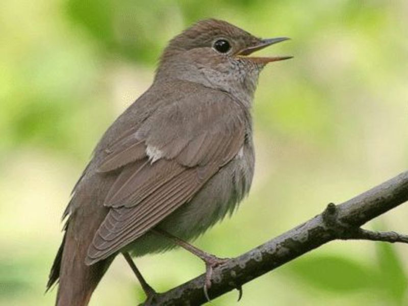 תיאור הזמיר הזמיר הוא ציפור שיר