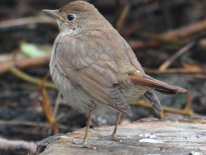 זמיר ציפורים אפורות נוצותיה של ציפור הזמיר