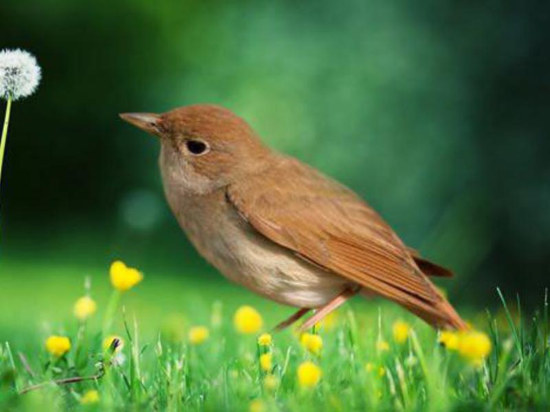 נייטינגייל ומשפחתו הזמיר הוא ציפור שיר