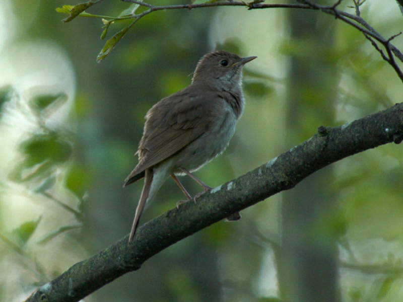 זמיר ציפור השיר תיאור ציפור הזמיר