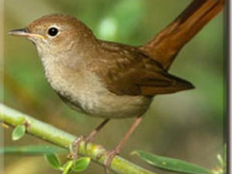 האם הזמיר עף לחורף? איך הזמיר שר