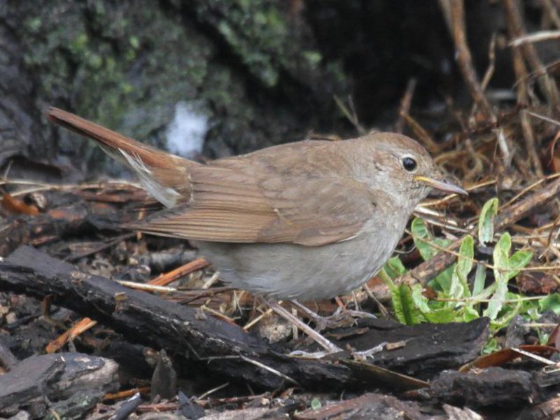איך נראה זמיר? תיאור הזמיר