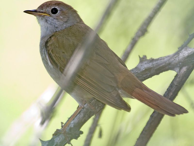 ציפורים נודדות - זמיר זמיר ציפור השיר