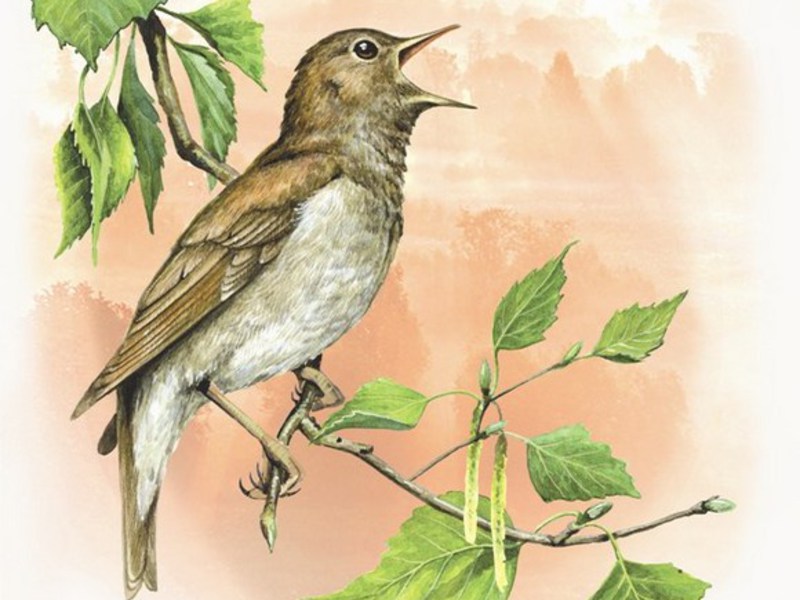 הופעת הזמירים מאפיינים חיצוניים של ציפור הזמיר