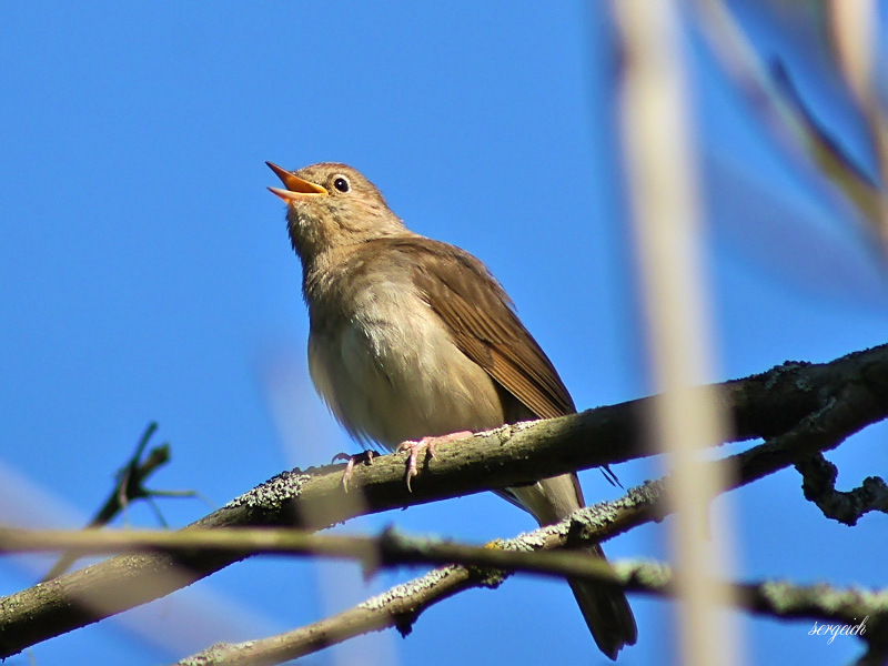 איך נראה זמיר? איך נראה זמיר?