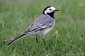 ציפור נודדת