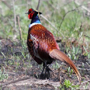 מראהו של פסיון