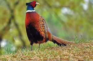 ציפור - פסיון זהוב