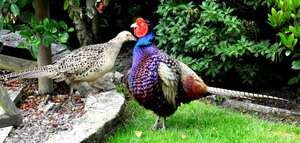 הרגלים והתנהגות של הפסיון