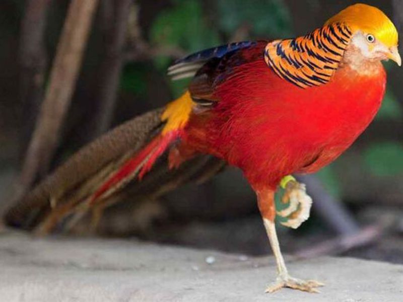 תיאור של ציפור הפסיון