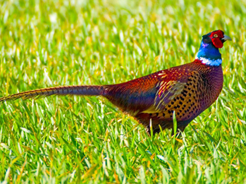 אפרוחי פסיון