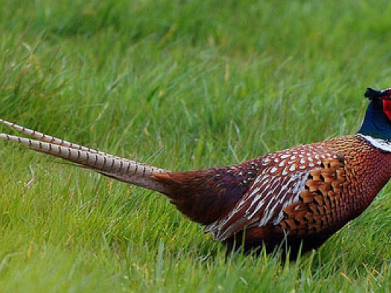 מה אוכל פסיון?