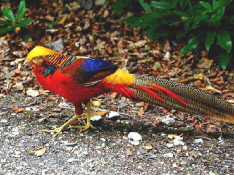 הרגלים והתנהגות של הפסיון