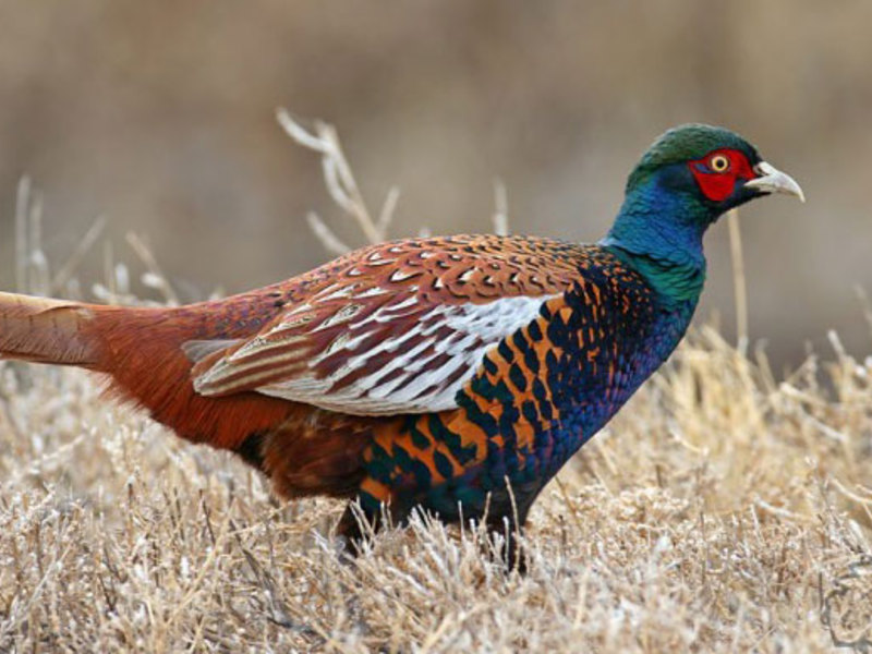 ציפור - פסיון זהוב