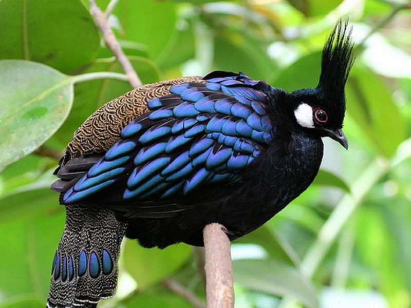 מאפייני ציפור הפסיון