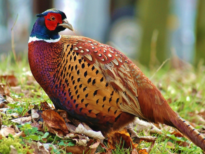 הציפורים היפות ביותר הן הפסיון.