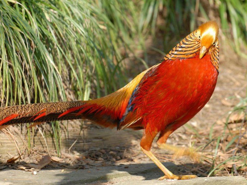 תיאור הפסיון