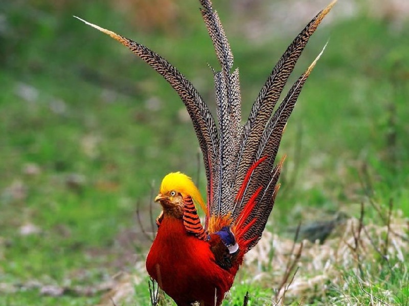 היכן גר הפסיון?