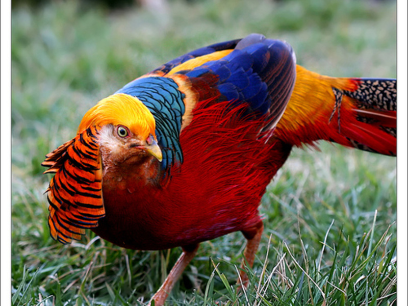 תזונת פסיון