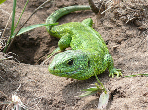 לטאה מפורסמת מאוד