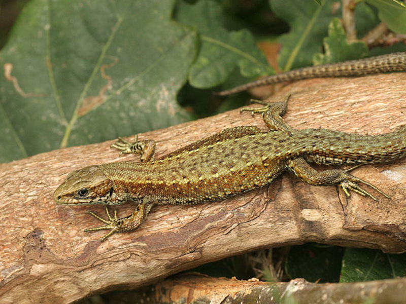 זוחלים וזוחלים איך נראית לטאה?