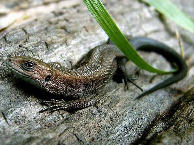 זוחלים וזוחלים היכן חיה הלטאה?